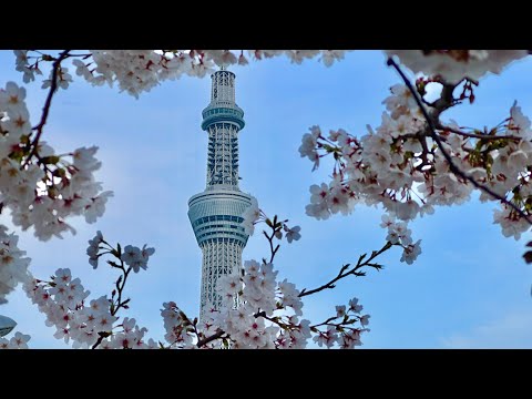 Asakusa to Cherry