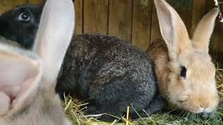 Кролики на даче. Обзорчик маленького, но не очень маленького хозяйства кроликов.