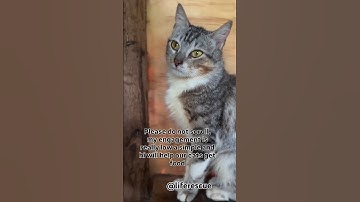 please do not scroll my engagement is really low a simple hi will help our cats get food #cats #cat