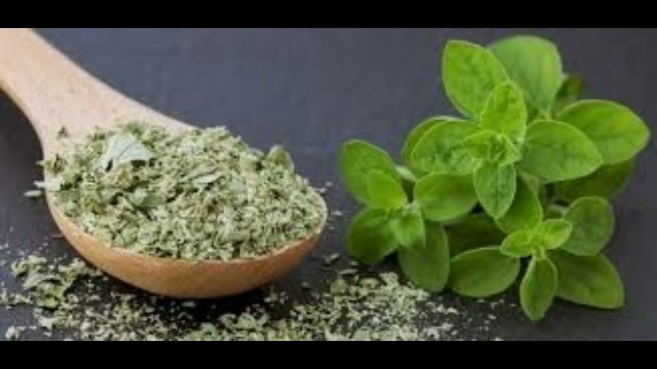 زراعة البردقوش ميعاد وطريقة الزراعه والري والتسميد والوصف النباتي للبردقوش