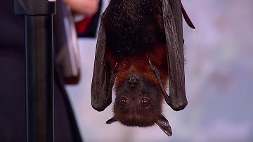 Why Do Bats Live So Long? | Dara Ó Briain