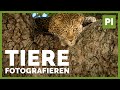 Tiere fotografieren ➡️ 5 Tipps aus Kenia 🦁🦓 Sony Alpha