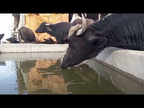 رحلة الجاموس شلون يسرح ويرجع صعدوني اكسبلور لاتنسئ الايك والمتابعه احبكم