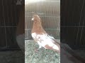 Lal Khall Khall Kilyara Gulli Trap Today Pigeoncarevlogs Lal Khall Khall Kilyara Gulli Trap Today Pigeoncarevlogs