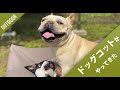 【Snow Peak】「ドッグコットがやってきた」【開封の儀】【フレブル多頭飼いライフ】フレンチブルドッグ家族 となりにPノ助さんvol.4