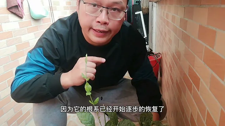 茉莉花「蘇醒」，3件事要做好，新芽壯，花苞多 - 天天要聞