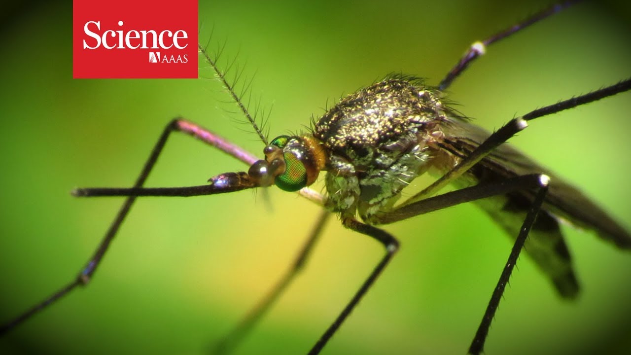 Help track mosquitoes with your cellphone