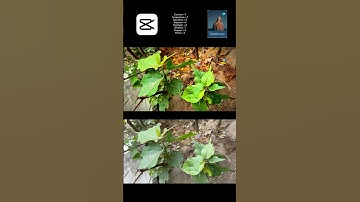 Colour Grading #colorgrading #editingtutorial #edits #shorts #tranding #exploremore #explorepage