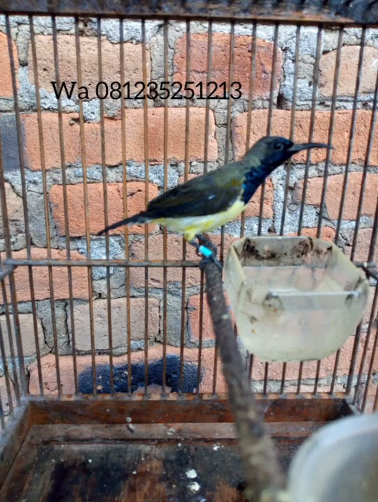 🔴 Masteran Maut Untuk Sogon