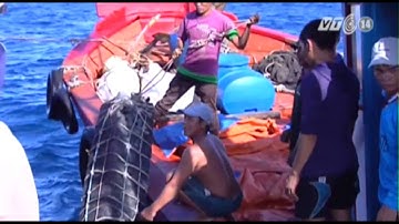 VTC14_Đà Nẵng: Thành lập thêm nhiều nghiệp đoàn nghề cá