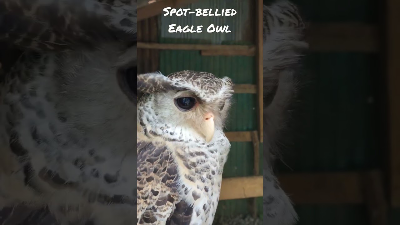 Spot-Bellied Eagle Owl