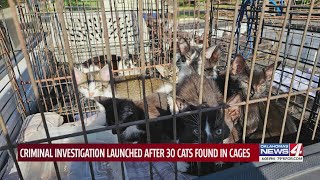 Criminal investigation launched after 30 cats found in cages Resimi