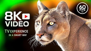 SAVAGE KINGDOM 8K 60FPS VIDEO ULTRA HD - 8K TV and 4K TV Animals & Wildlife #8K