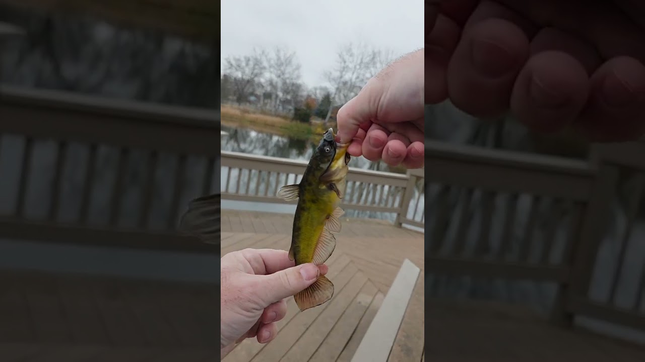 KickinTheirBass TV Zebco Spin Reel Kickin Combo Full Review Part 1