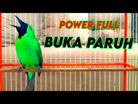 Masteran Dan Terapi Cucak Ijo Drop Mental Birahi Melet Macet Bunyi Dengar Ini Auto Langsung Nyaut