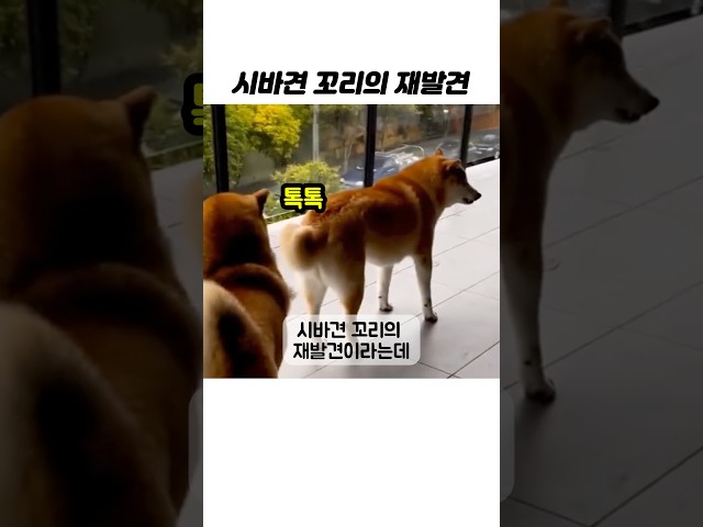 #시바견 #꼬리 는 튼튼해 #funny