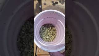Seed sorter