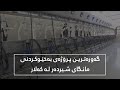گەورەترین پرۆژەی بەخێوکردنی مانگای شیردەر کە دەتوانێت ڕۆژانە 25 تۆن شیر بەرھەمبھێنێت 