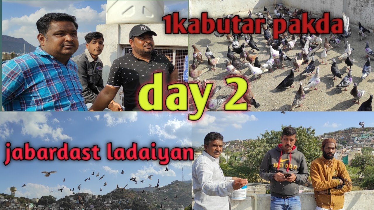 Sher khan vs Ajju ghosi 200 kabutaro ki jabardast ladaiyan || 1kabutar pakda || day 2