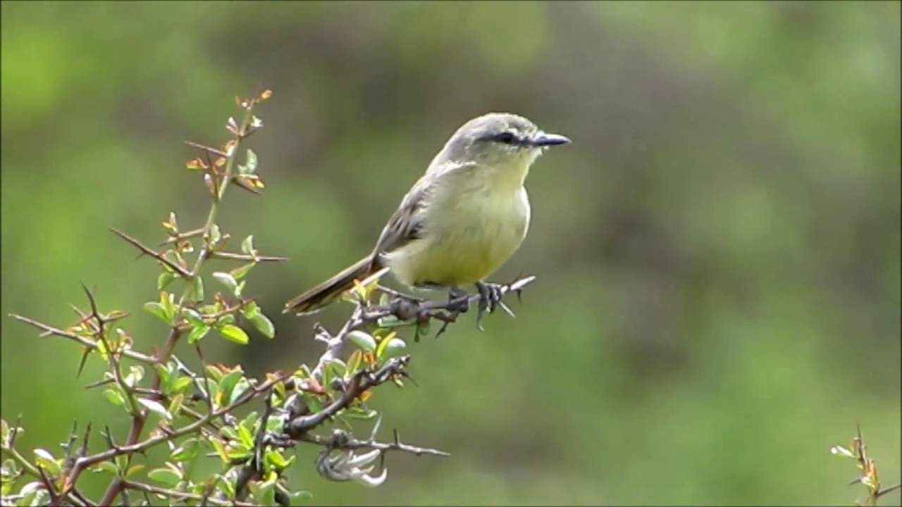 Calandrita (Stigmatura budytoides): "Canto"