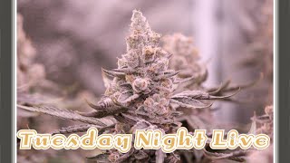 Tuesday Night Live!