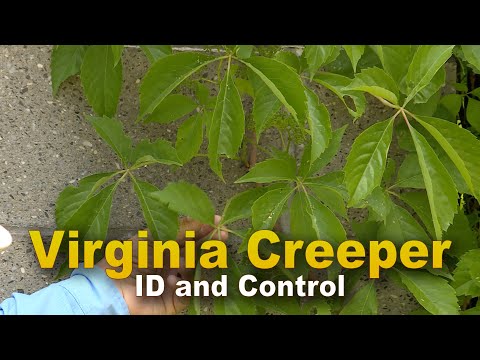 Video: Wat is Crinkle-Leaf Creeper – Groeiende kruipende frambozenplanten in de tuin
