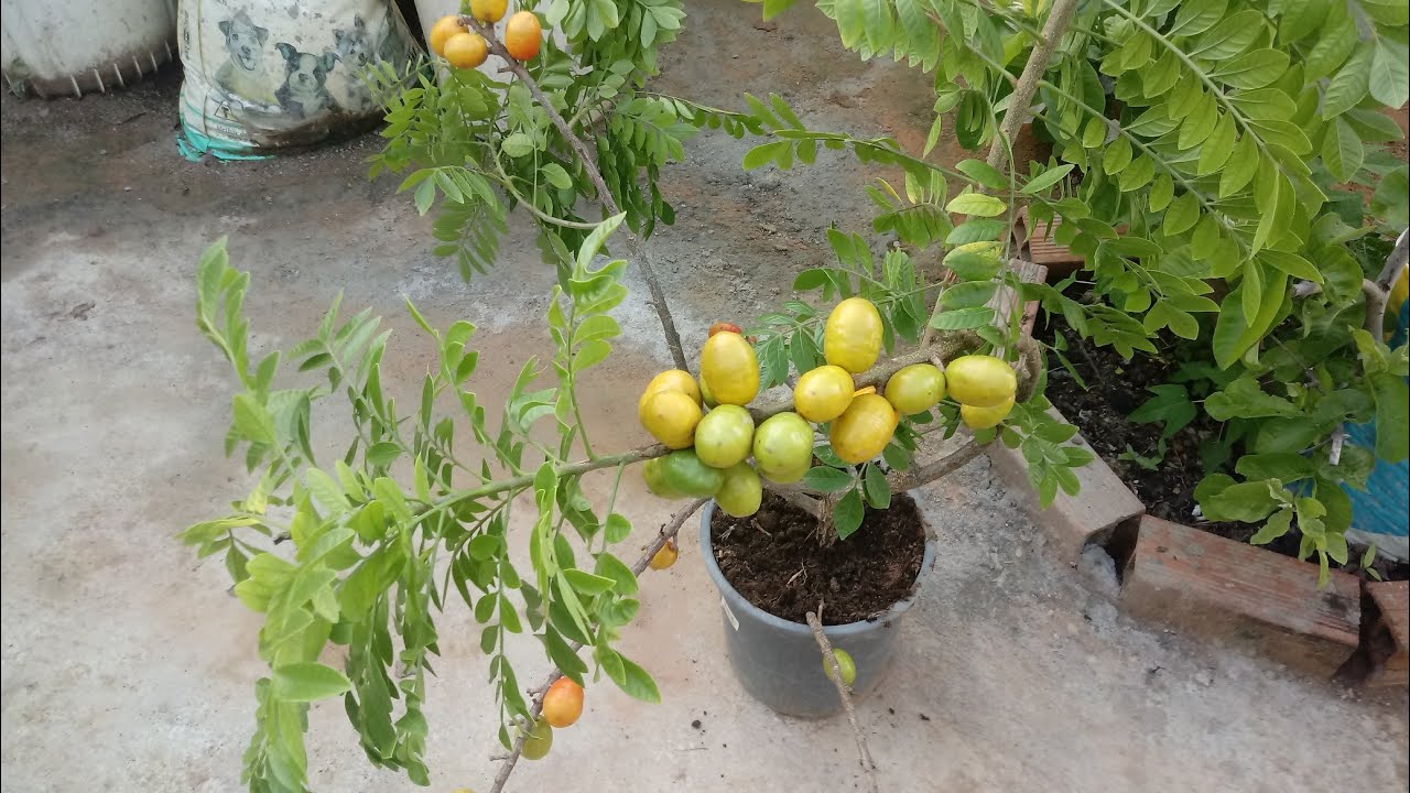 Como plantar siriguela em vasos