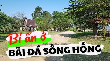 Cả vùng trời Cúc Họa Mi tại Bãi Đá Sông Hồng ở Hà Nội và những điều bí ẩn || Ylanka