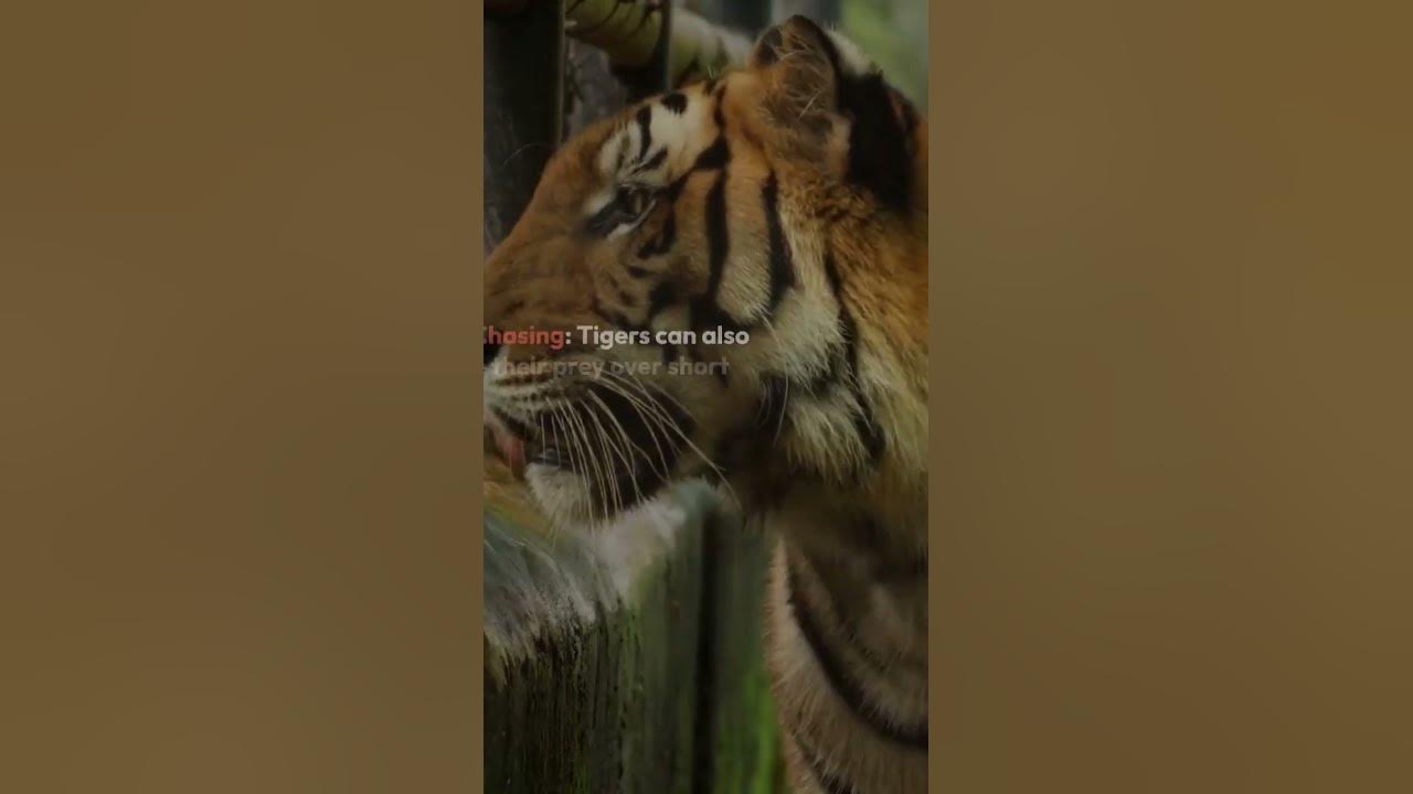 How Do Tigers Hunt ? Find Answer - YouTube