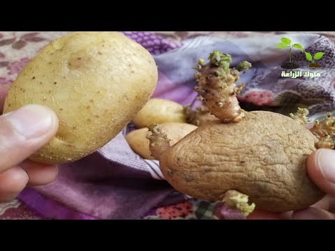 طريقة استنبات درنات البطاطس وحفظها وزراعتها في الموسم