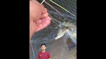 Giăng lưới mùa nước nổi #cacconvat #docla #fishing