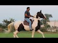 Top marwari horses of ak jadeja stud farm deesa gujarat 