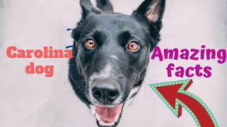 Carolina Dog | amazing facts in hindi| Animal Channel Hindi