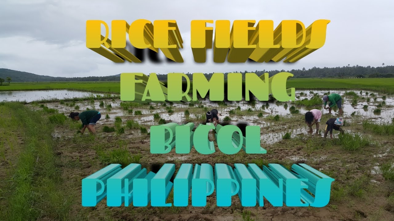 RICEFIELDS FARMING BICOL PHILIPPINES - YouTube