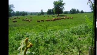 Haute Vienne Solignac et les Jardins de la Borie