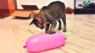 You have nerves of steel 😂 New Funny Animal Videos 2024 😹 Funniest Cats and Dogs 🐶😻