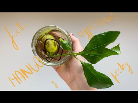 Video: Ako Pestovať Mango