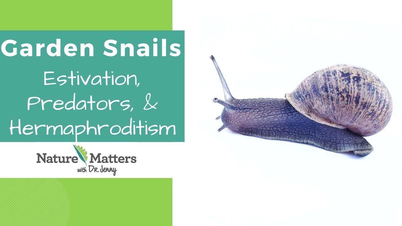Garden Snails in the Desert - Estivation, Predation, Hermaphroditism - Nature Matters Academy