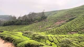 Tea estate with very serene scenery and silent place at Munnar