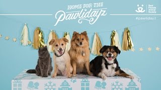 Live Cyber Monday Pet Adoption - Over 9,000 Pets Adopted ALREADY!!!!