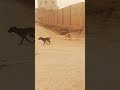 Big Dog Fight Many کتوں کا آپس میں بہت بڑا لڑائی Shorts 