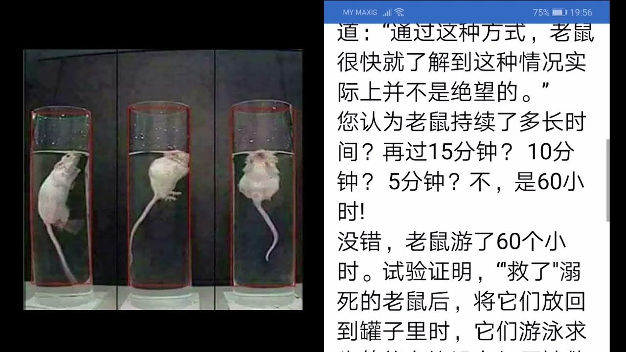 溺水老鼠的心理实验Curt Paul Richter Drowning Rats Psychology Experiment YouTube