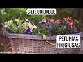 7 CUIDADOS FÁCILES para tener PETUNIAS INCREÍBLES: más floración y duración || en20metros