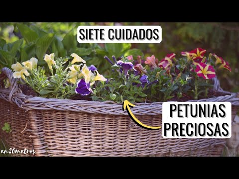 Video: Cultivo de petunias: consejos para el cuidado de las petunias