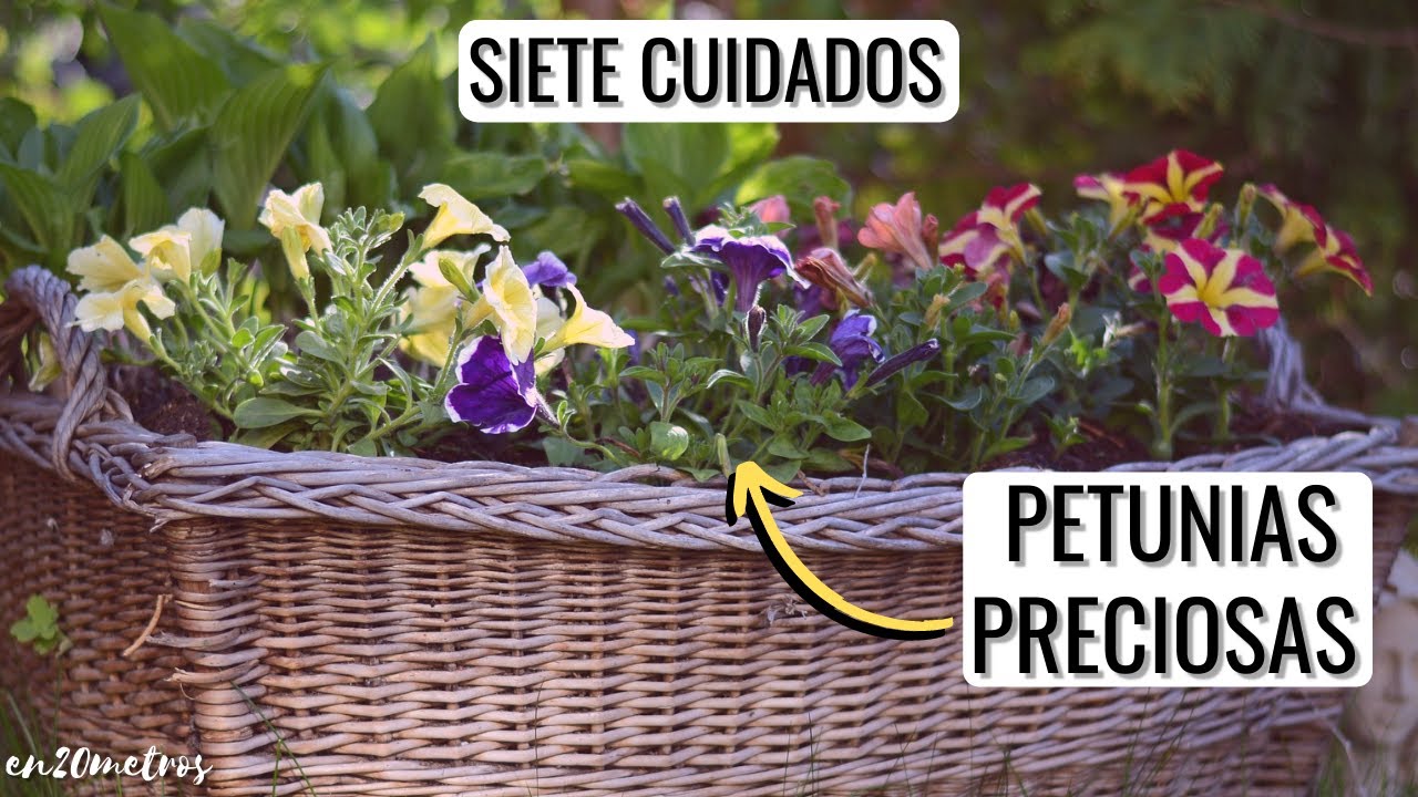 7 CUIDADOS CLAVE para PETUNIAS INCREÍBLES: más floración y duración || en20metros