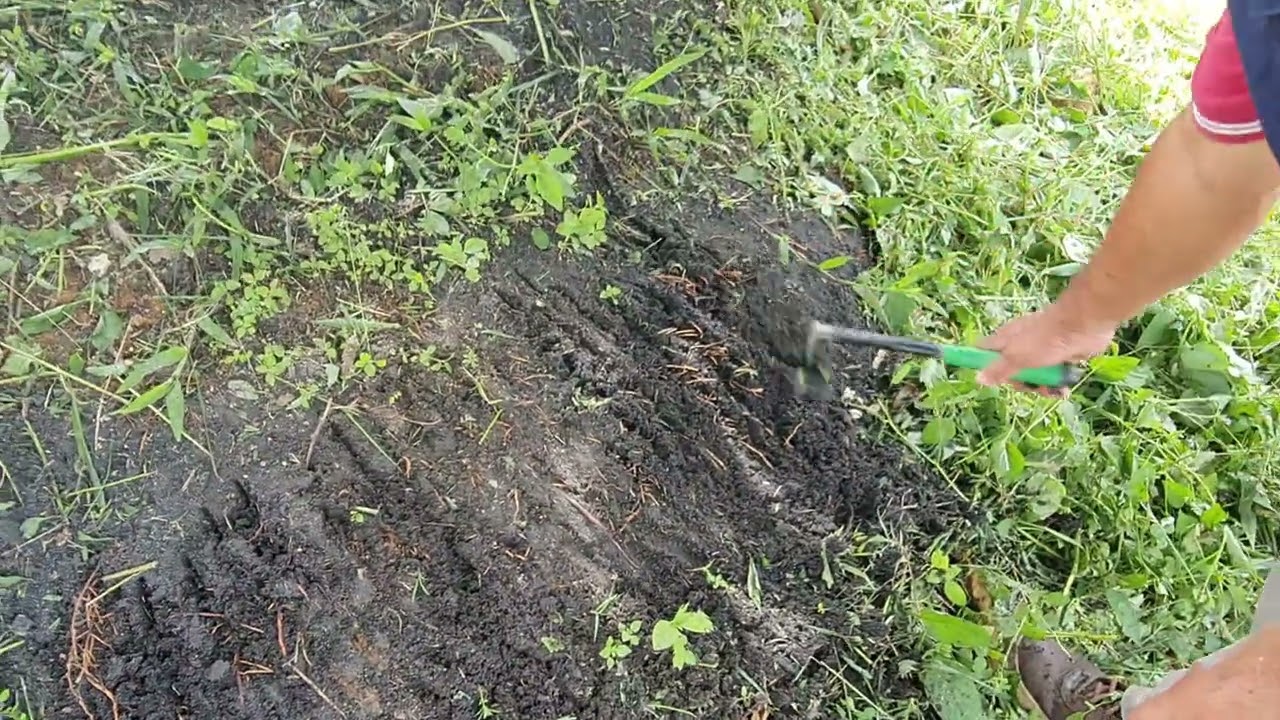 S53: Penggunaan sekam padi bakar di dalam kebun durian Pok Pin