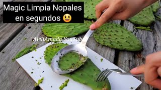 Quitando espinas del nopal. Desespinadora de nopal 