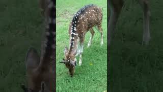 තිත් මුවාsri lanka the deertrave wildlife deershort