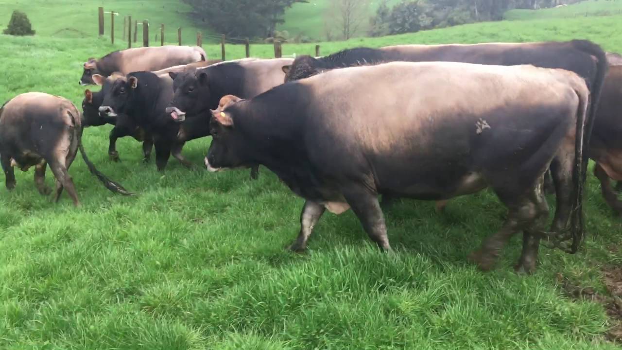 Jersey Bulls