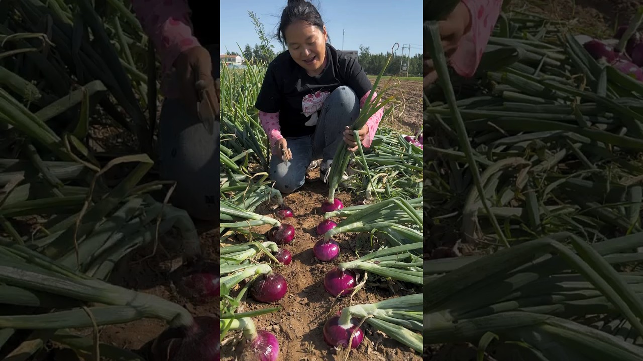 Cutting skills onion eating so fresh with rural farming life 